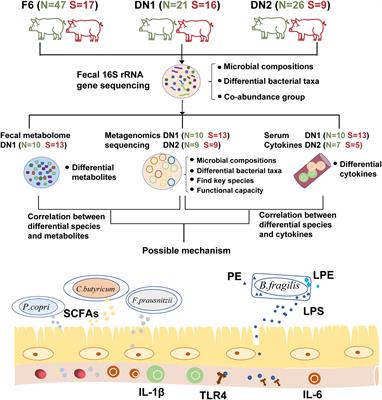 Gut bacterial species in late trimester of pregnant sows influence the occurrence of stillborn piglet through pro-inflammation response